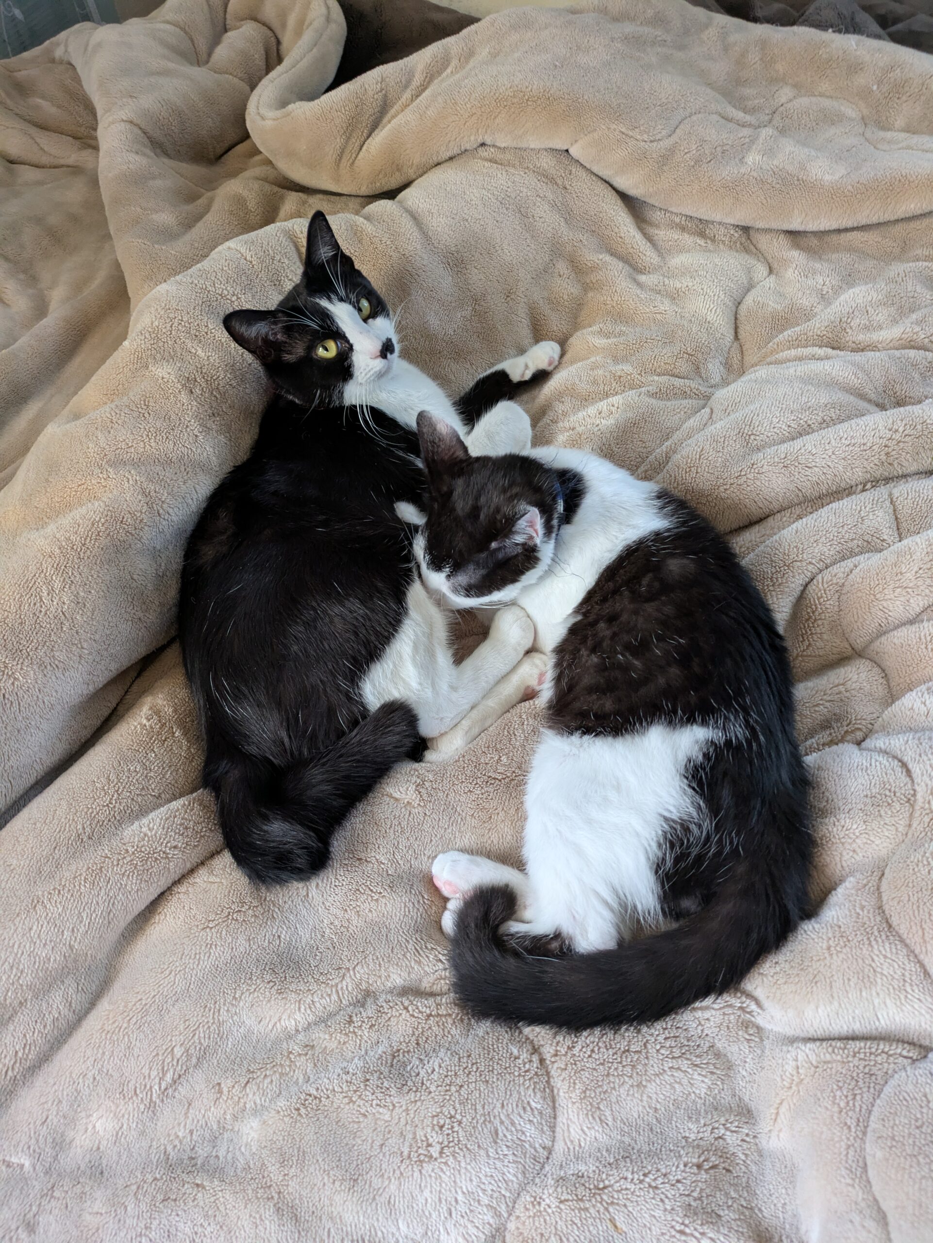 年末年始は妻の言いなり